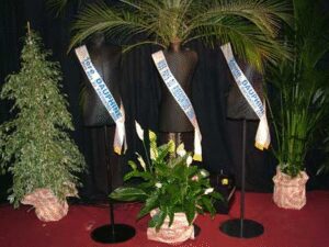 Echarpe de Miss Classique (lot de 3)
